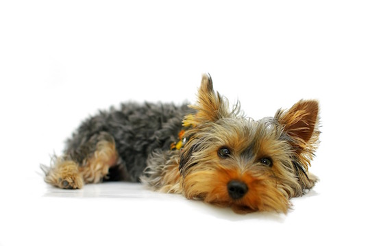 ヨークシャーテリア 犬種大百科 ペット可賃貸のワンダフルライフ